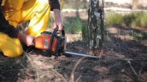 Why Choose Our Tree Removal Services in Destrehan, LA?