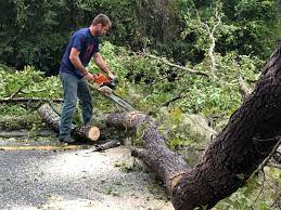 Reliable Destrehan, LA Tree Services Solutions